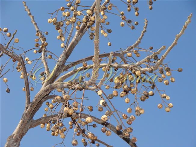 Persisting fruits